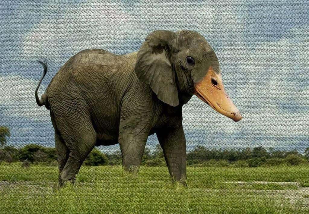 فوتوشوب