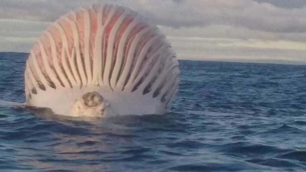 حوت