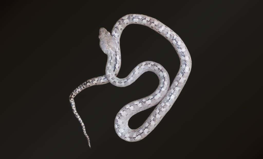 الثعبان الشبح