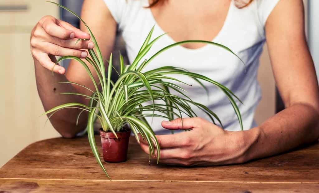 نبات لتنقية الهواء