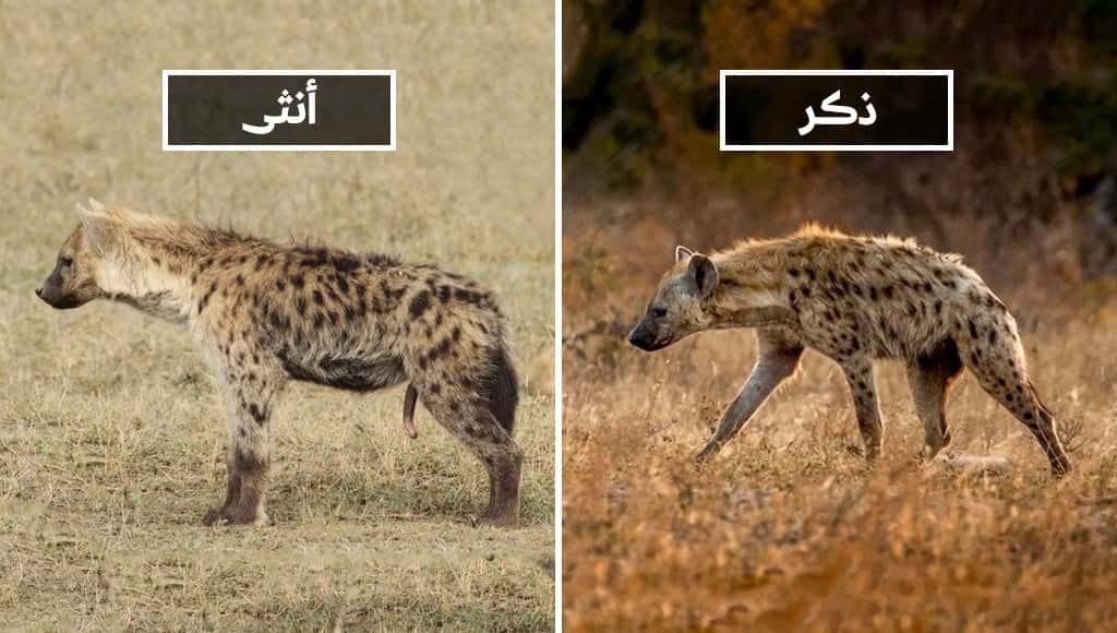 أربع عشرة (14) حقيقة محيرة قد لا تود السماع بها، لكن يتوجب عليك حتماً معرفتها