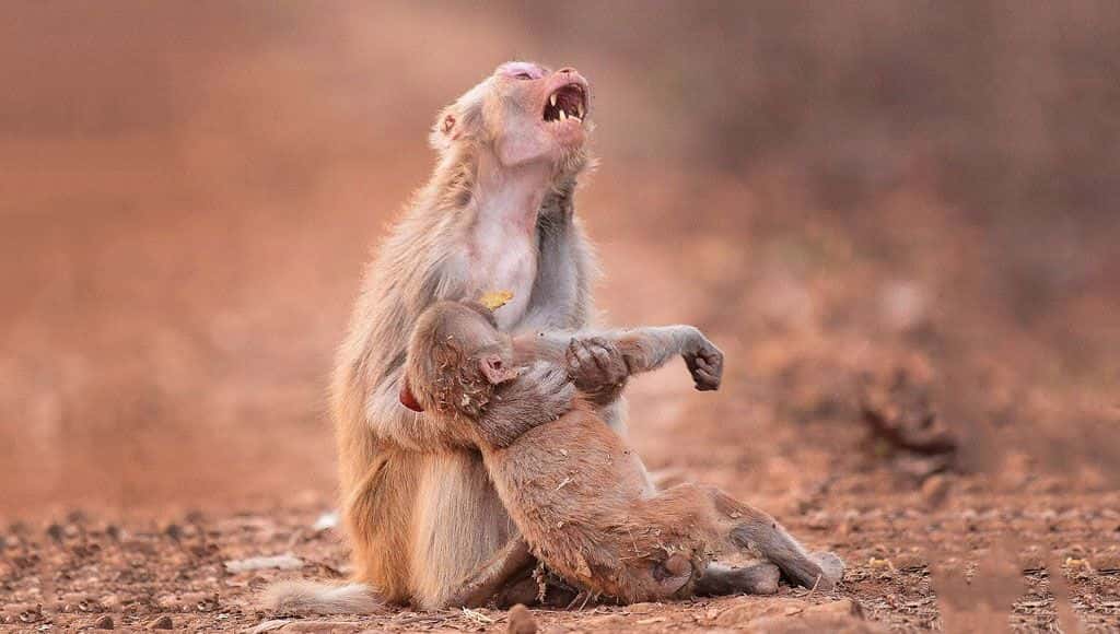 صورة: Caters/Avinash Lodhi
