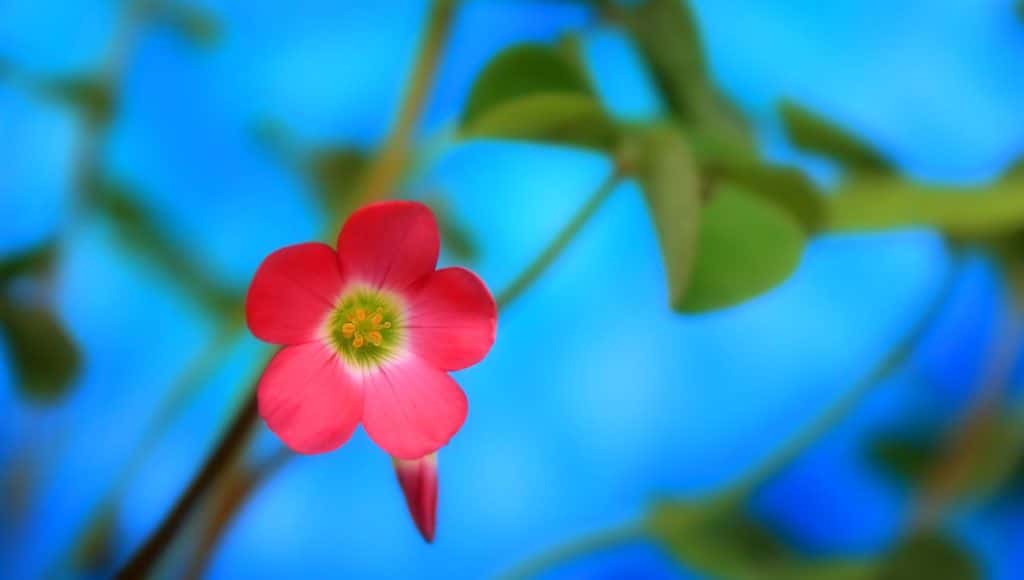أنى للأزهار أن تعلم أن الربيع قد حان؟