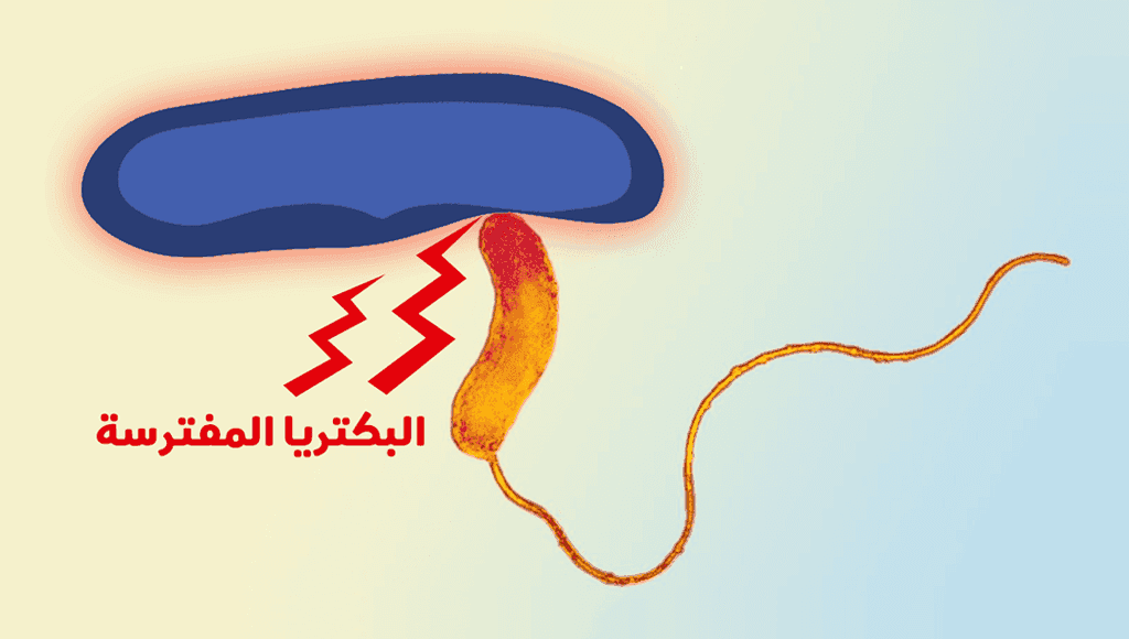 البكتريا المفترسة