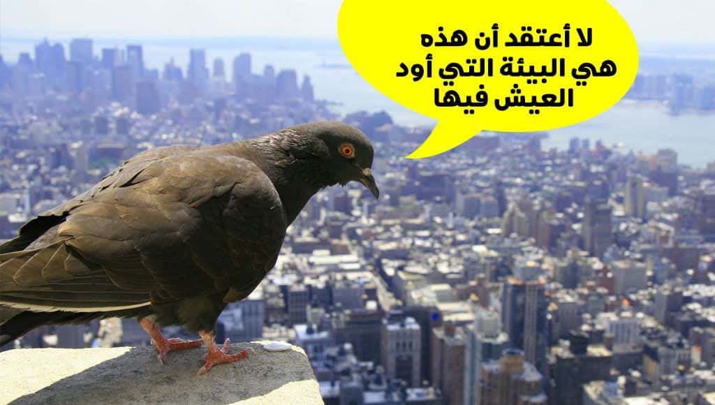 كيف تؤثر المدن على التطور؟ وماهو مصير الجرذان والبعوض وبق الفراش؟