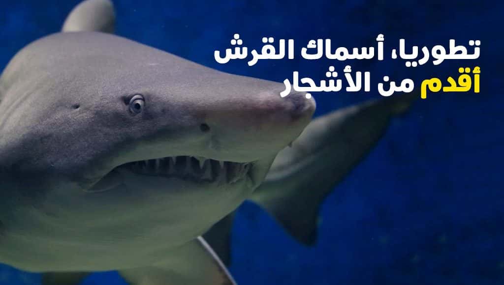 أسماك القرش