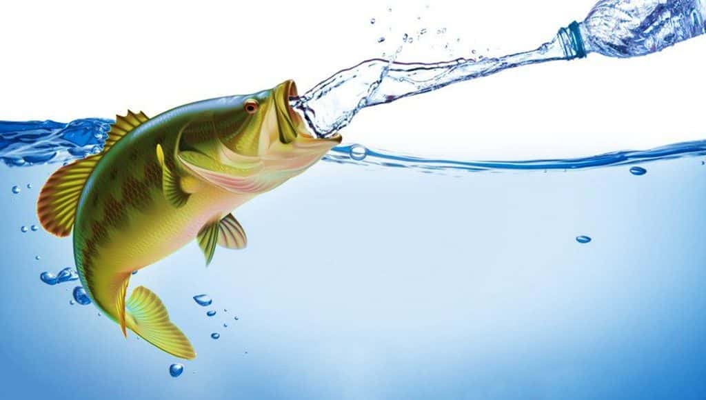 سمكة في الماء وتشرب الماء من قارورة
