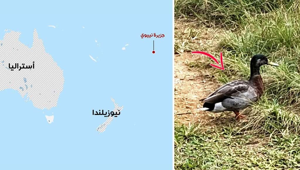 جزيرة نيوي في المحيط الهادئ