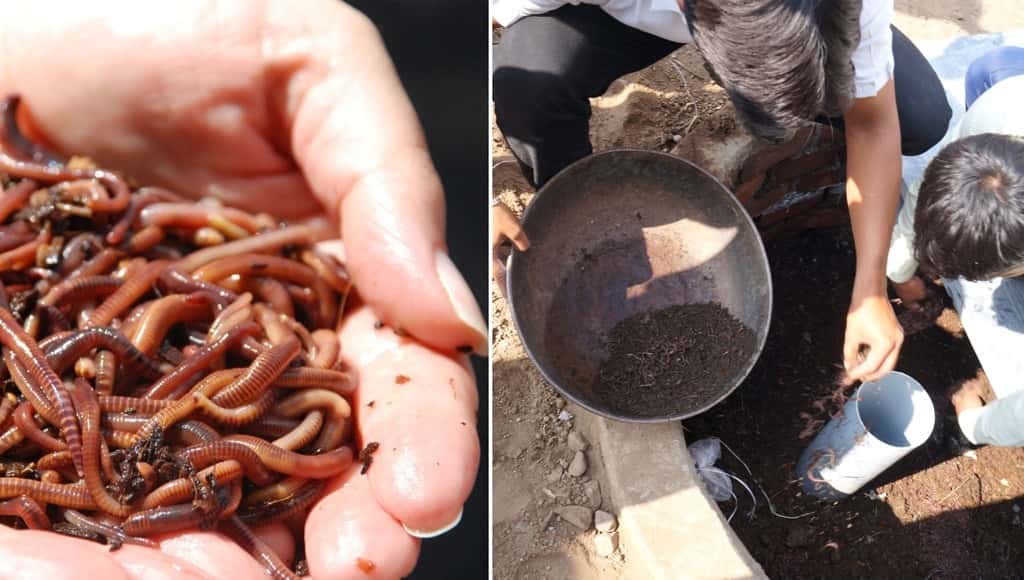 مراحيض الديدان الحمراء في الهند