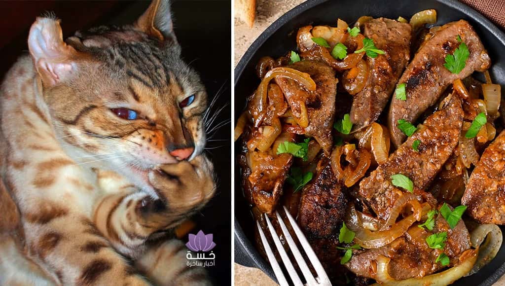 خطة أدمن خسة لشهر رمضان