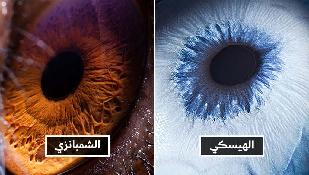 مصور يصور عيون الحيوانات عن قرب بطريقة تجعلك ترى الحياة البرية بطريقة جديدة كلياً
