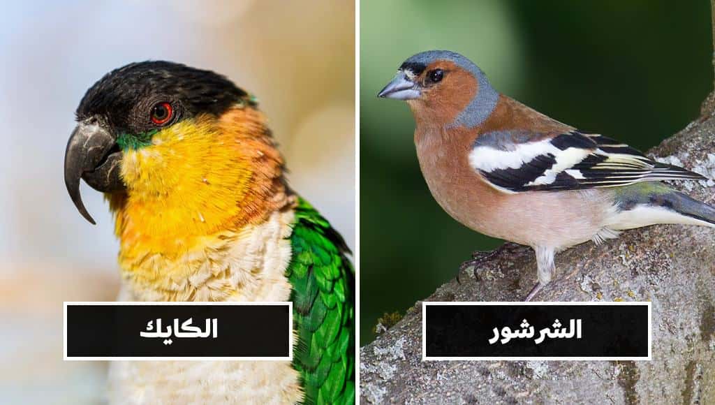 أفضل 10 طيور أليفة ومميزة ستسعد برفقتها
