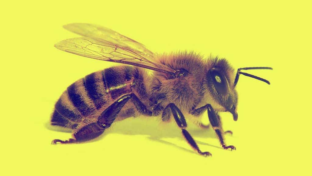 ما هي أسوأ منطقة من جسمك قد تلسعك فيها نحلة؟