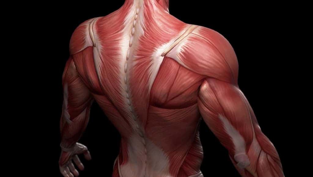 ماذا سيحدث لك إن نُزع عنك جلدك؟