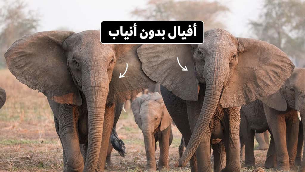 10 حيوانات أجبرها البشر على التطور