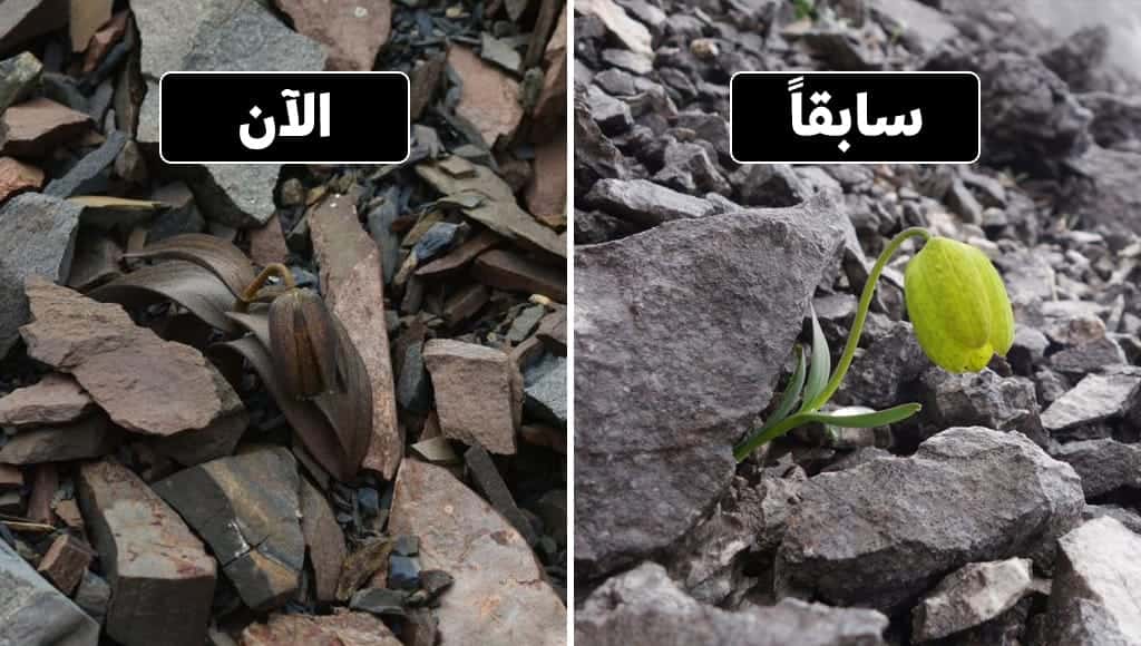 دخلك بتعرف كيف أجبر البشر هذه النبتة على التطور
