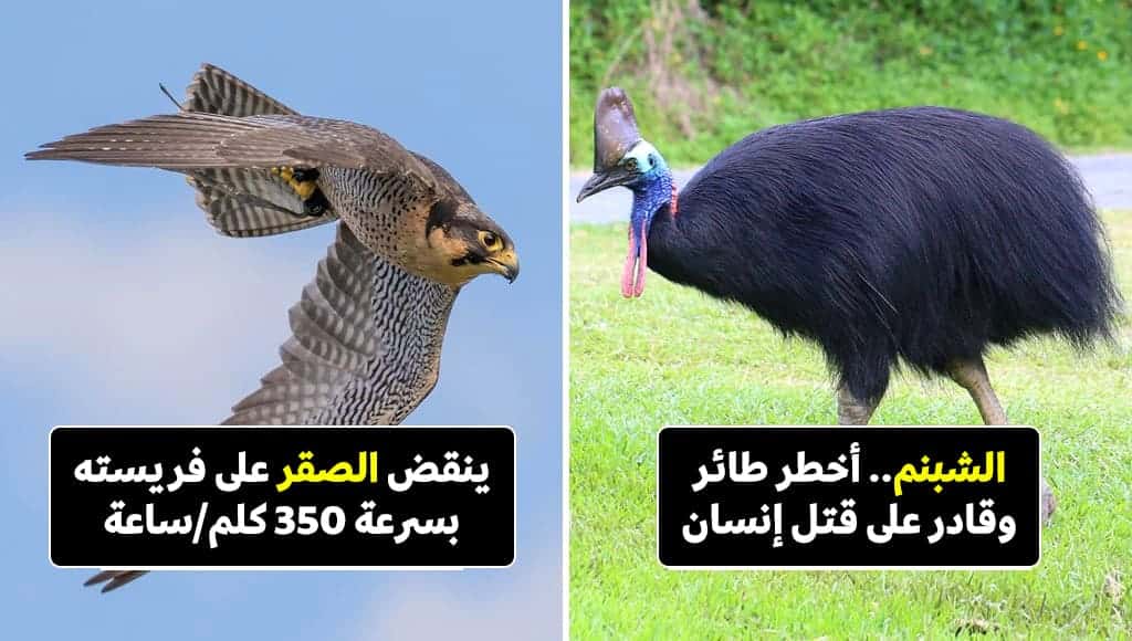 13 من أخطر أنواع الطيور على وجه الكوكب، والتي يستطيع بعضها قتل إنسان!