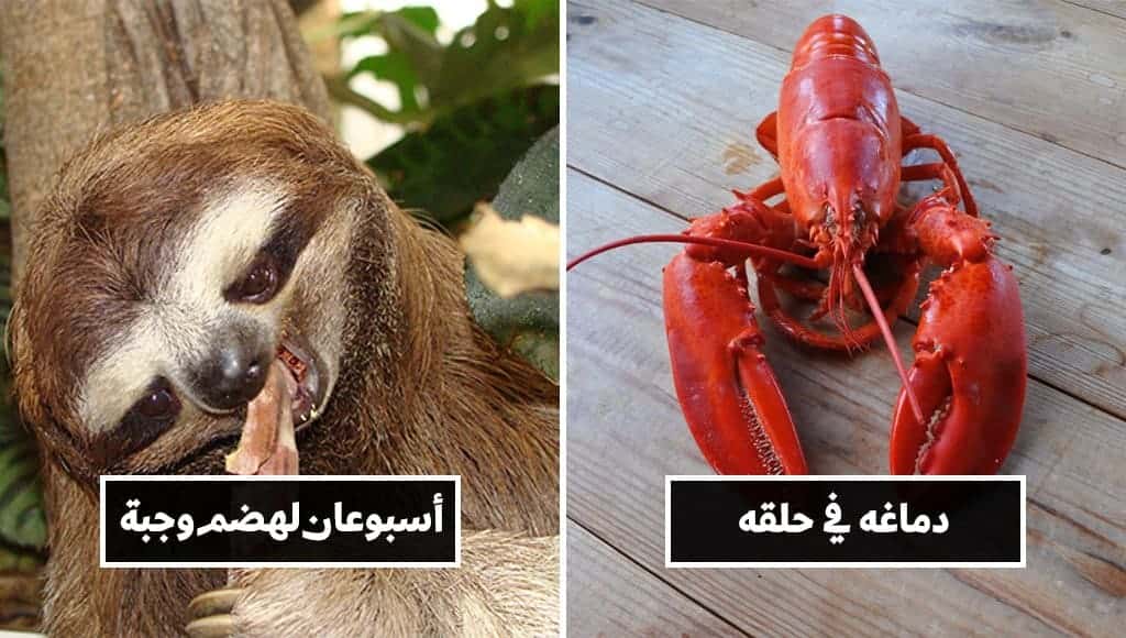 10 حقائق قمة في الغرابة من مملكة الحيوان