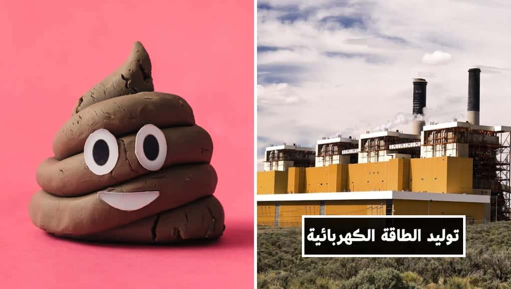 5 استخدامات مفيدة لبراز الحيوانات ومخلفاتها العضوية على الأرجح أنك لم تسمع بها