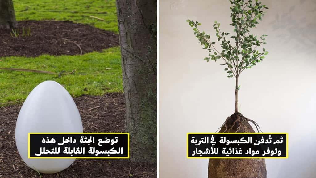 تعرف على طرق الدفن الصديقة للبيئة، وهل أنت مستعد لاختيارها إذا أدركت أضرار طرق الدفن التقليدية؟