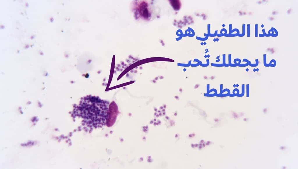 10 طفيليات عجيبة ذات طرق مخيفة في الاستيلاء على أجساد مضيفيها