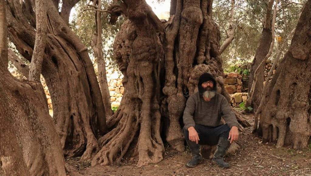 كيف يحمي هذا المواطن الفلسطيني واحدة من أقدم أشجارِ الزيتون في العالم