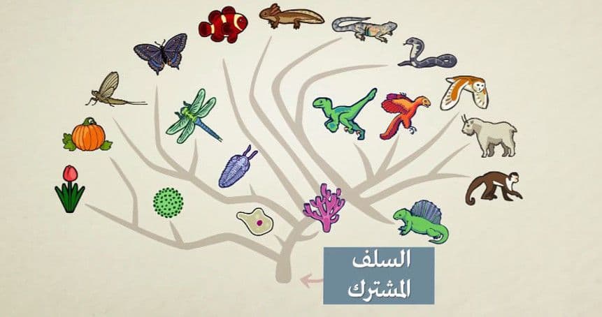 تطور