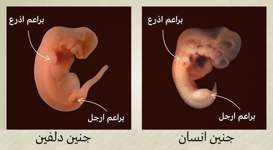 تطور