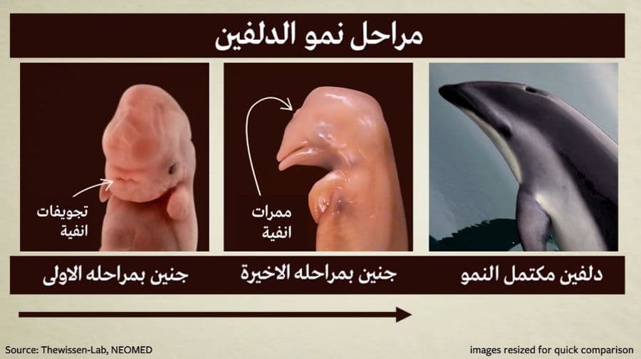 تطور