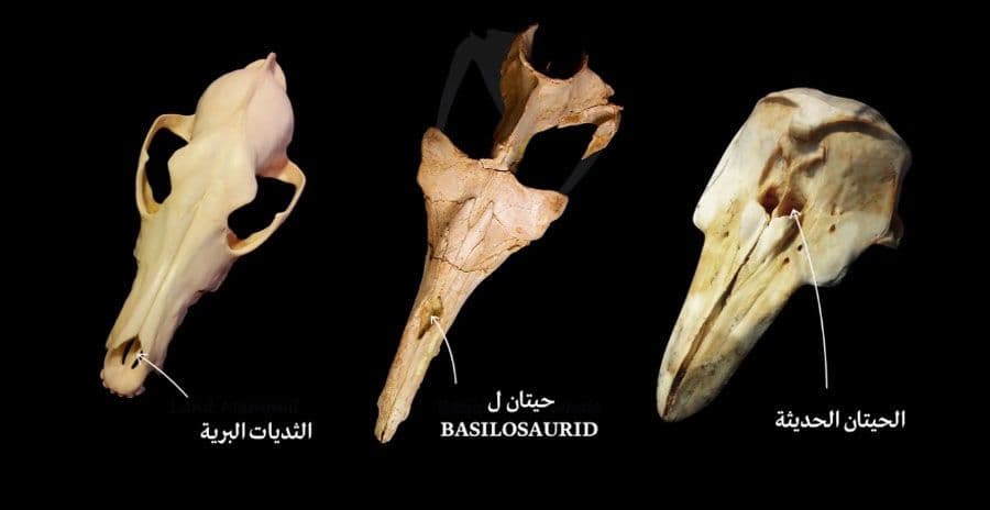تطور