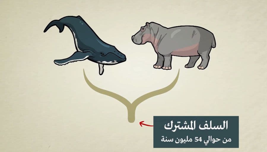 تطور
