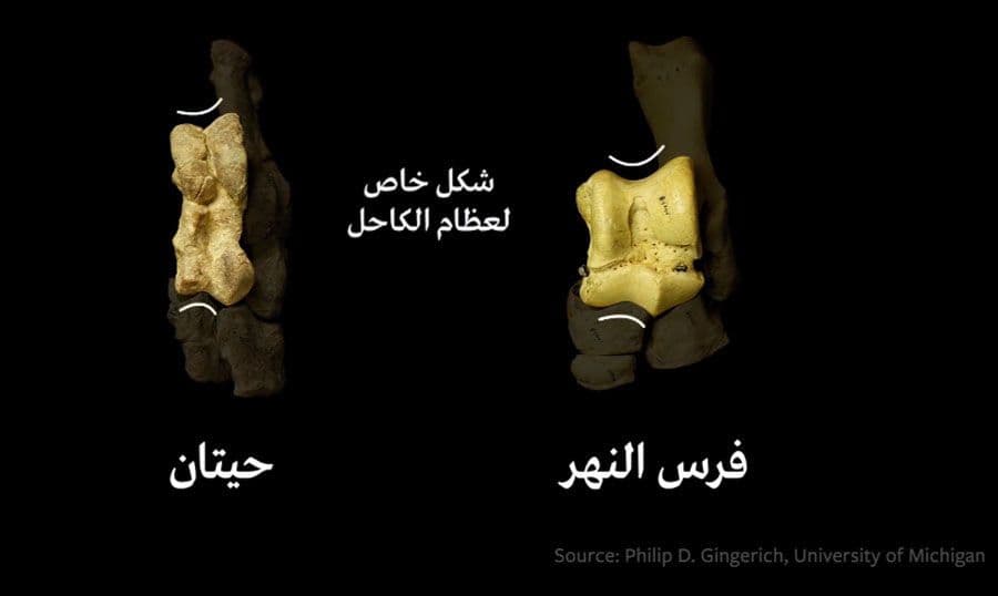 تطور