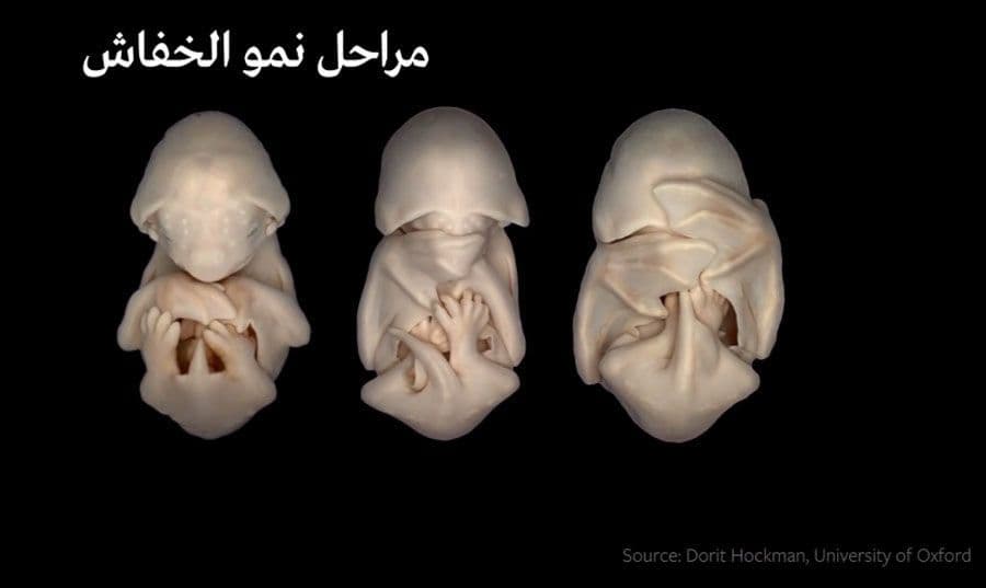 تطور