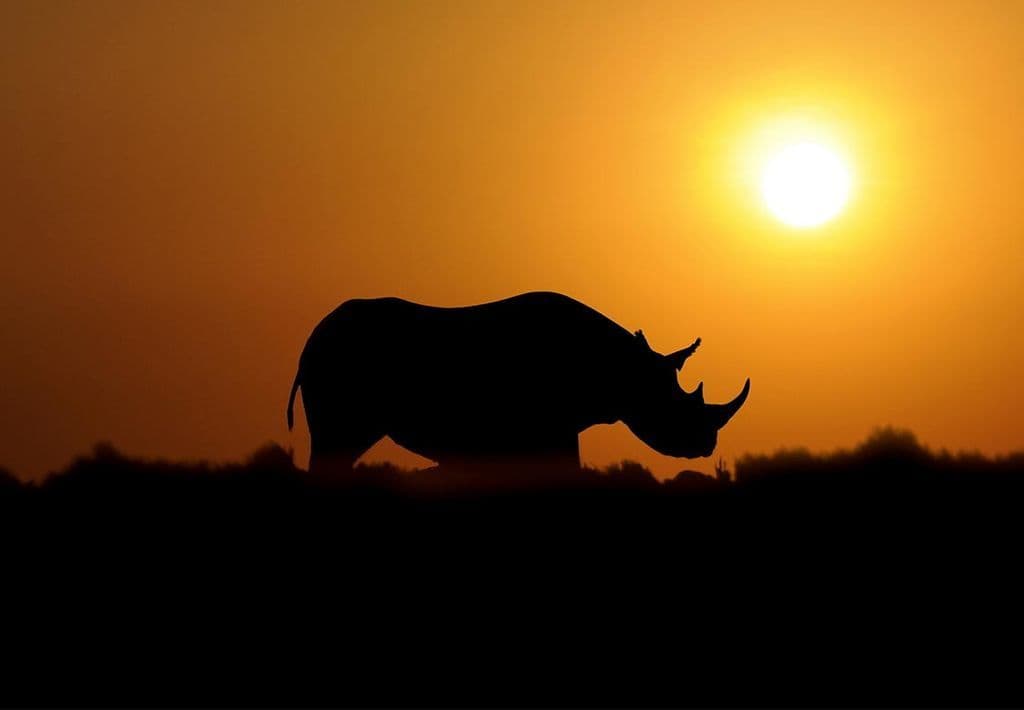 وحيد القرن