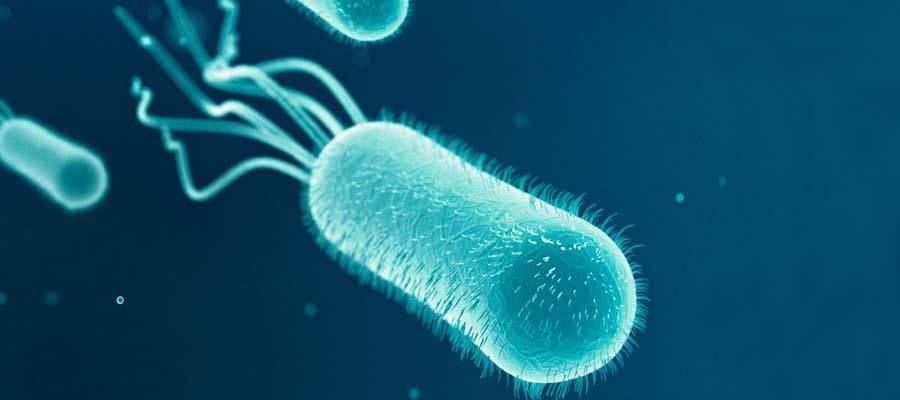 bacterial flagellum