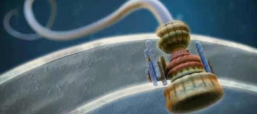 bacterial flagellum