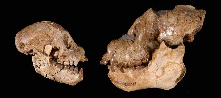 Aegyptopithecus