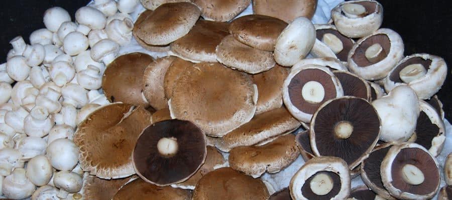 انواع الفطر السحري