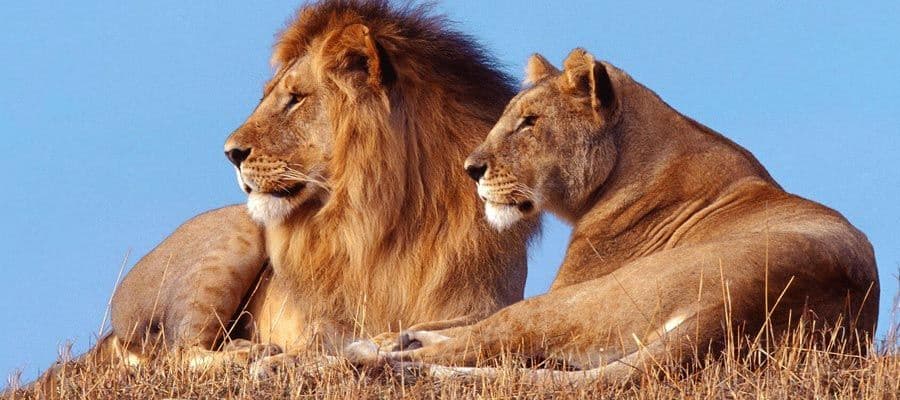 معلومات عن الاسد واللبؤة