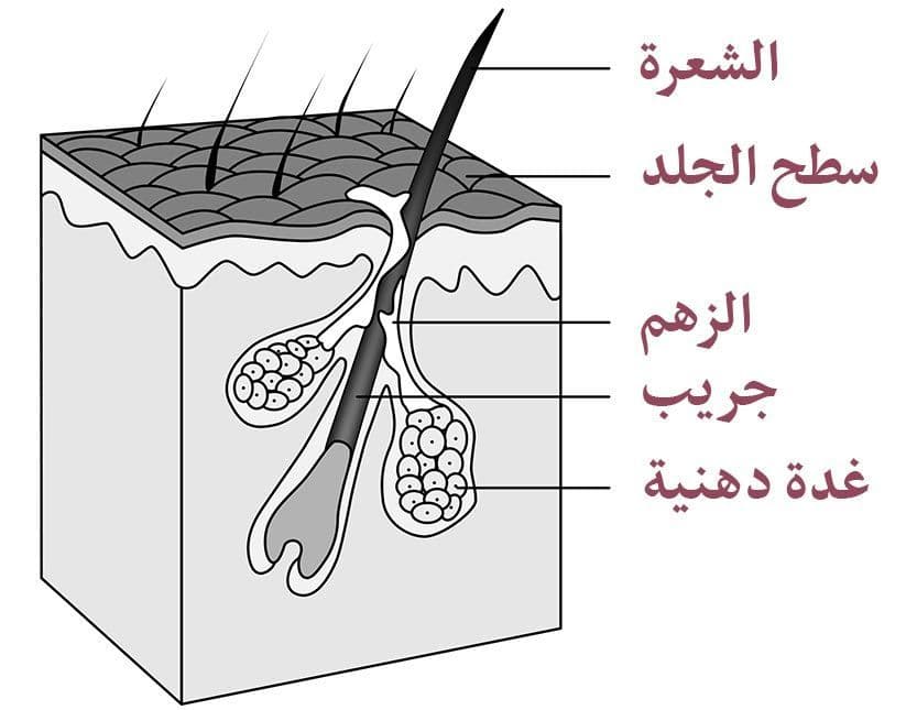 بنية الشعرة