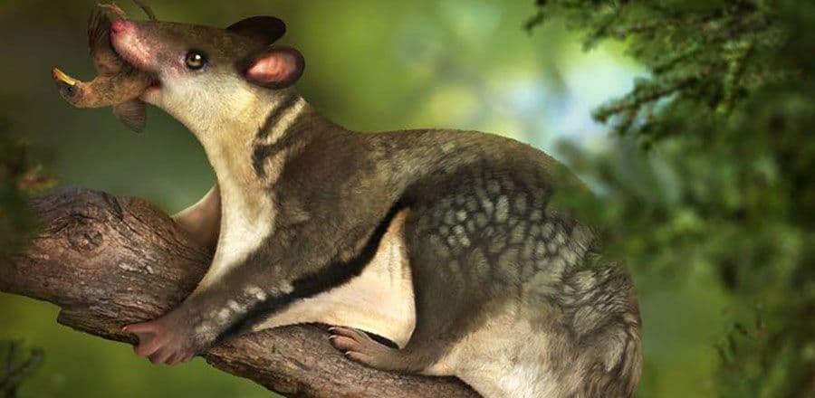 الـ Eutriconodonts كانت من اوئل الثدييات على الارض.