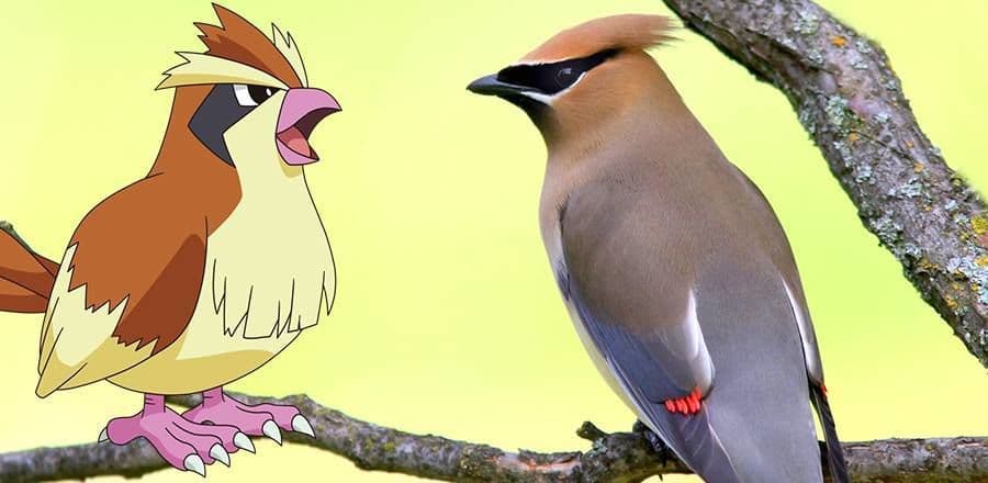 بيدجي (Pidgey)