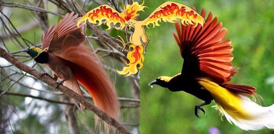 مولتريس (Moltres)