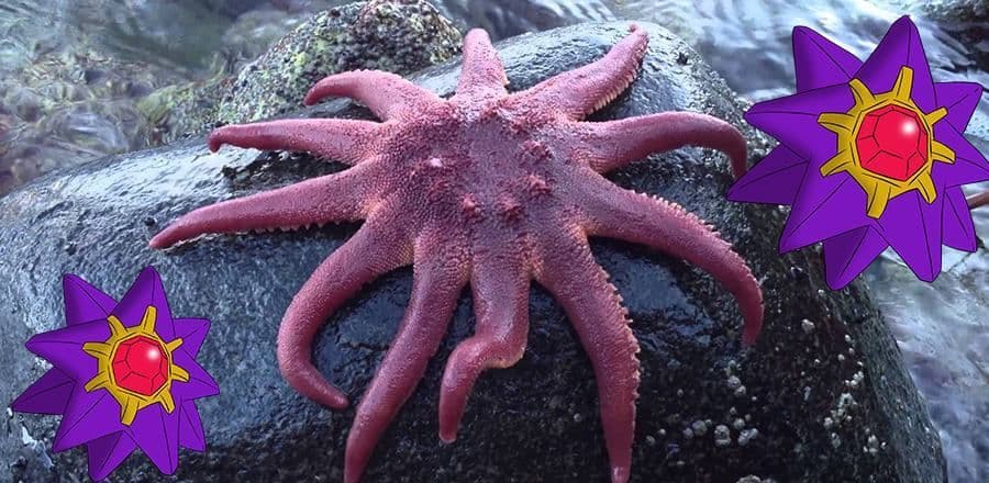 ستارمي (Starmie)