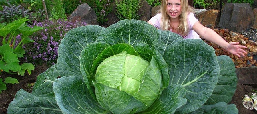 تنمو في ألاسكا خضراوات تفوق الحجم الطبيعي