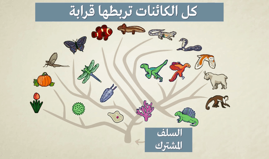 تطور الأنواع