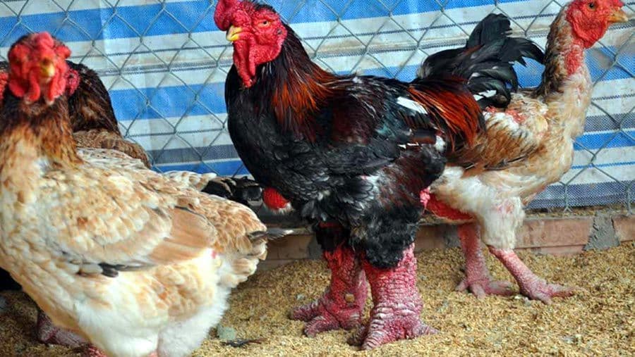 دجاج دونغ تاو