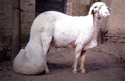 غنمة هان ذات الذيل الكبير