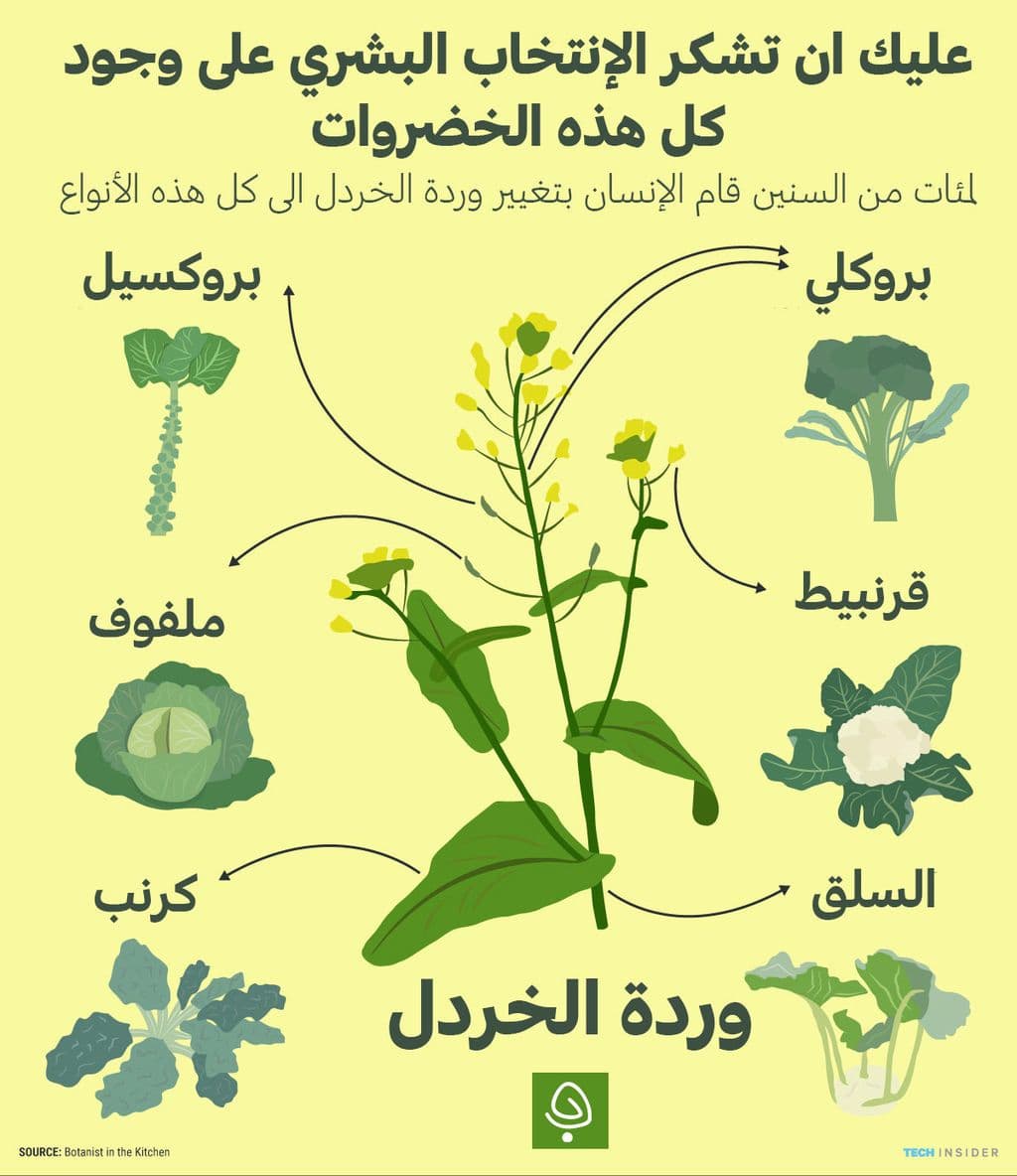  تطور البروكلي