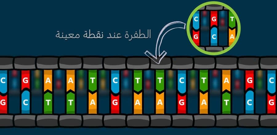 النيوكليوتيدات